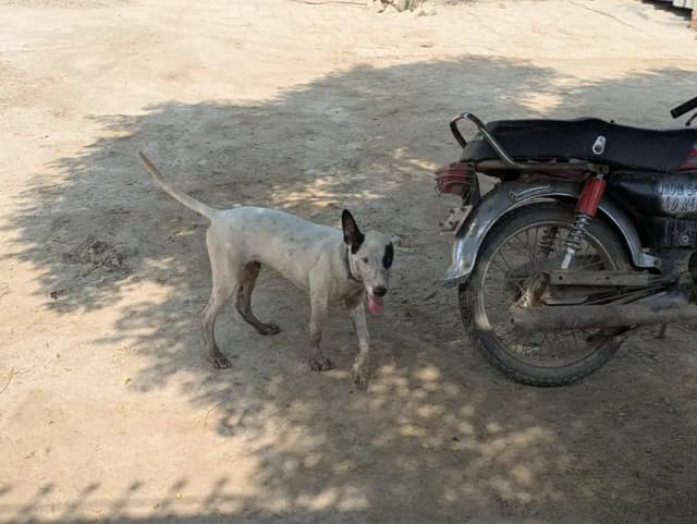 Gultair dog puppy available
