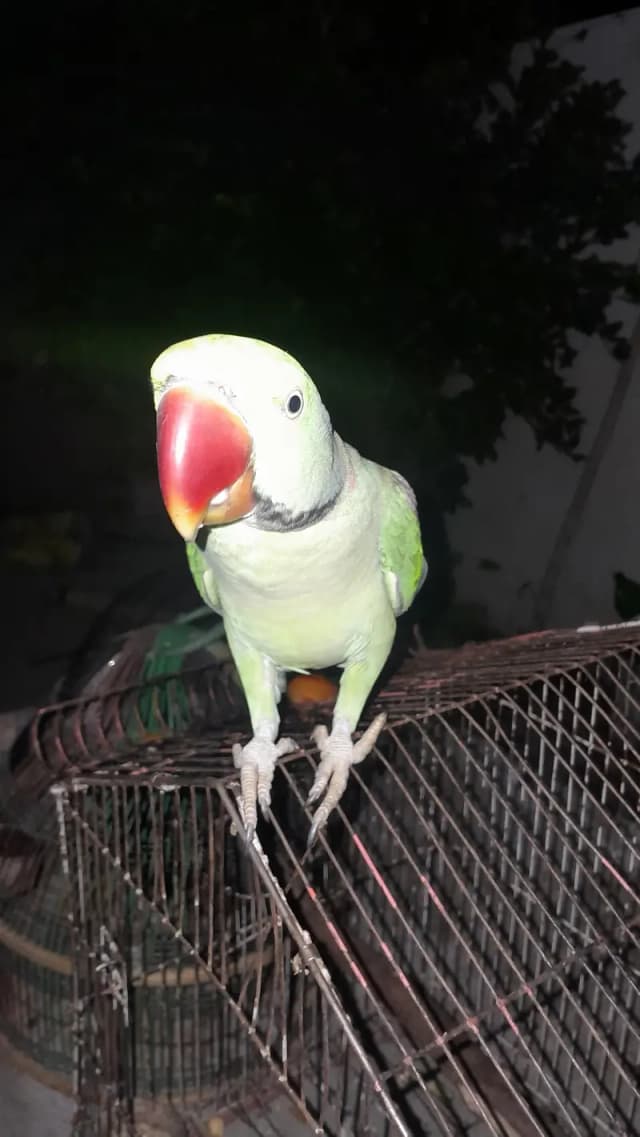 full hand tamed kashmiri parrot