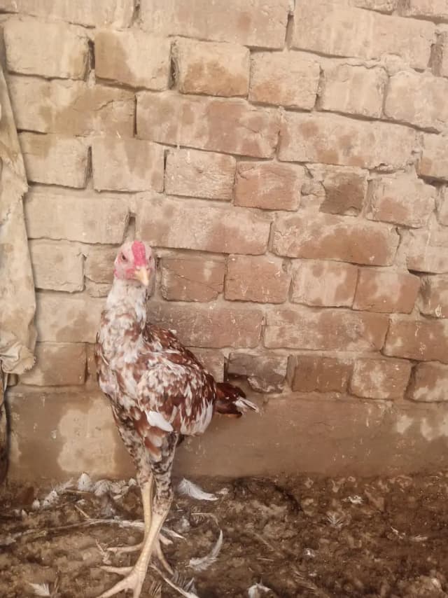 cheena patha and white kaana murgha for sale