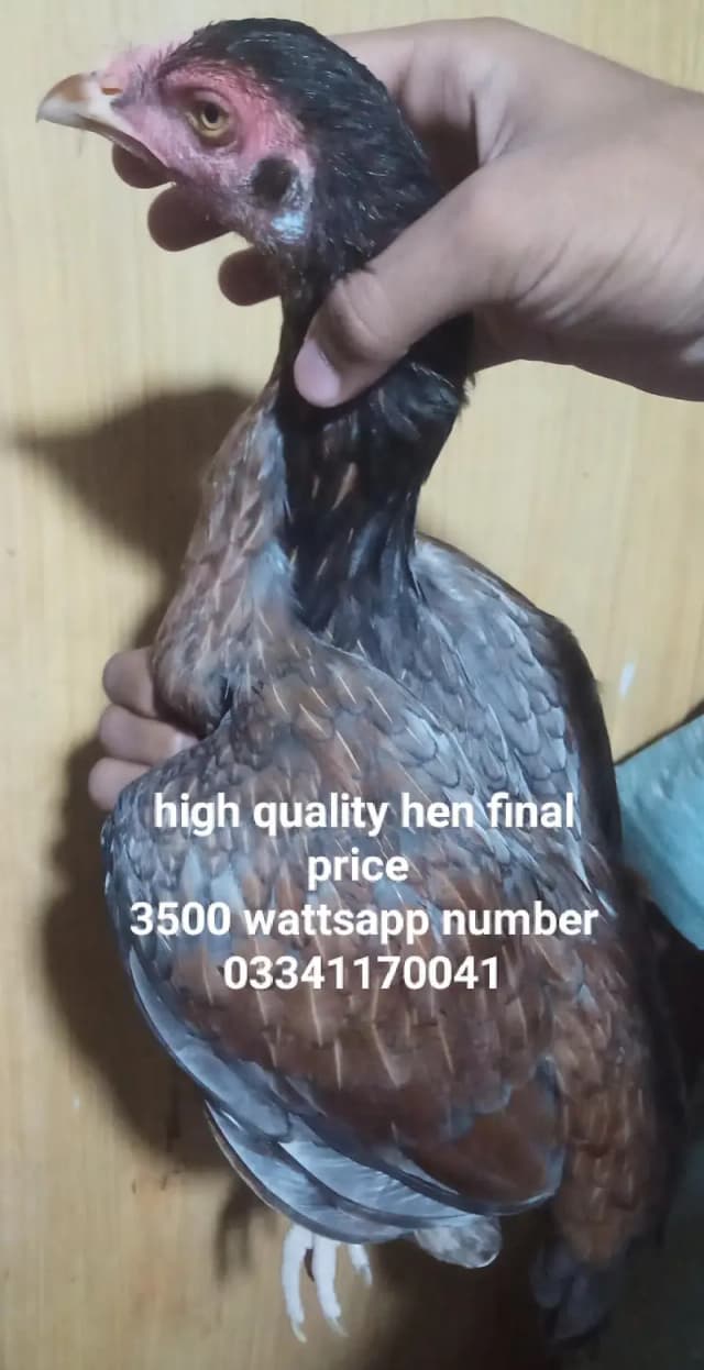 1 murga 3 murgiyan