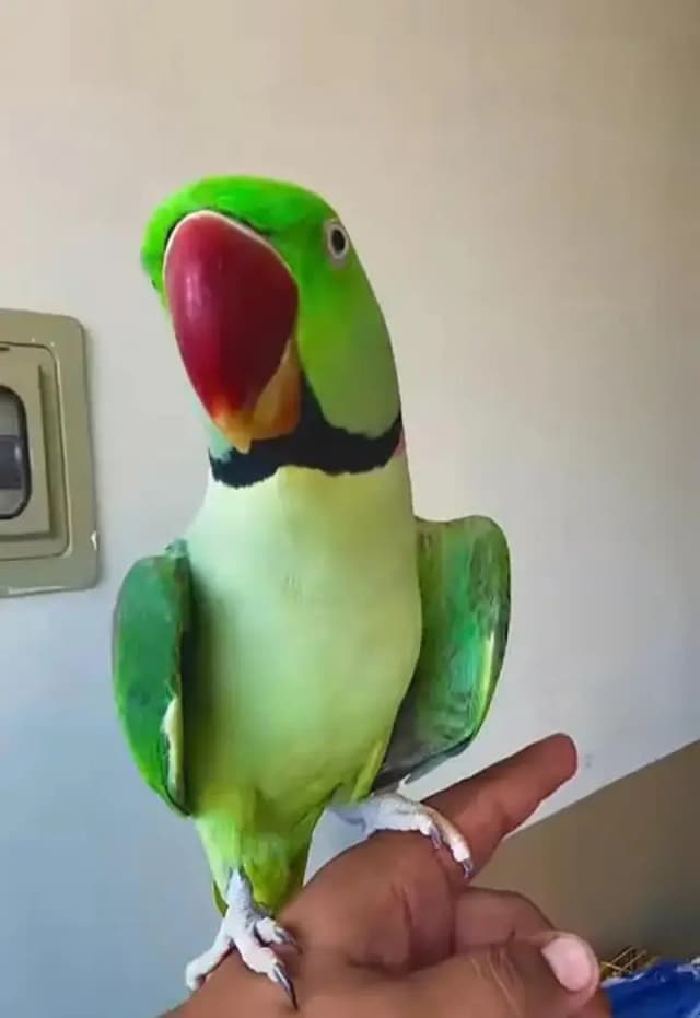 Kashmiri raw parrot for sale and time vice train vaccine mukammal