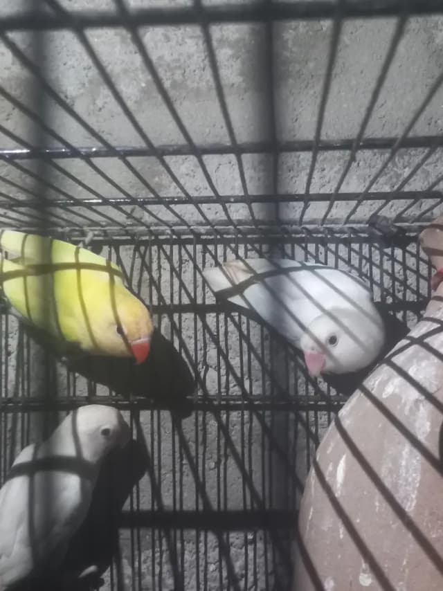 love birds