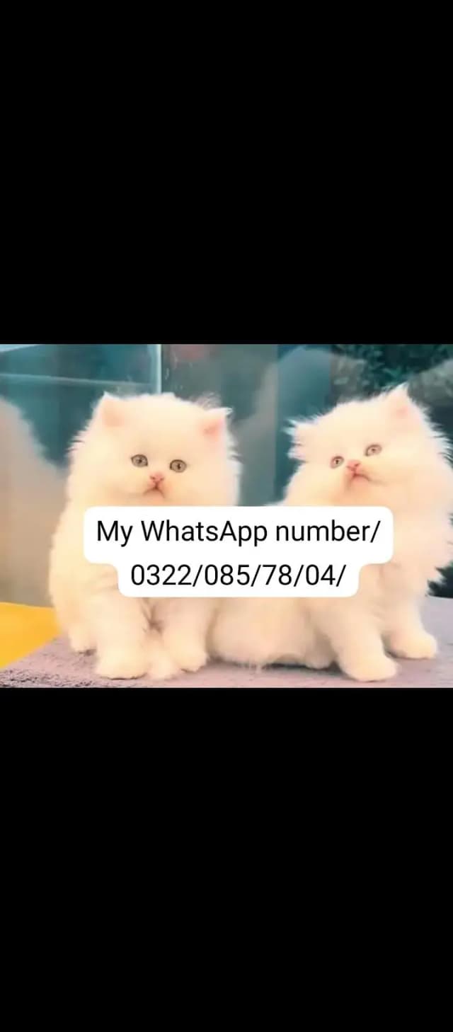 Persian baby cat 2 month age for sale home delivery
