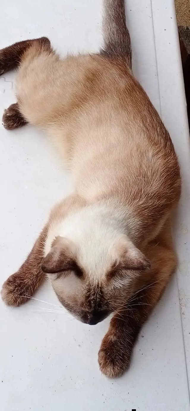 siamese