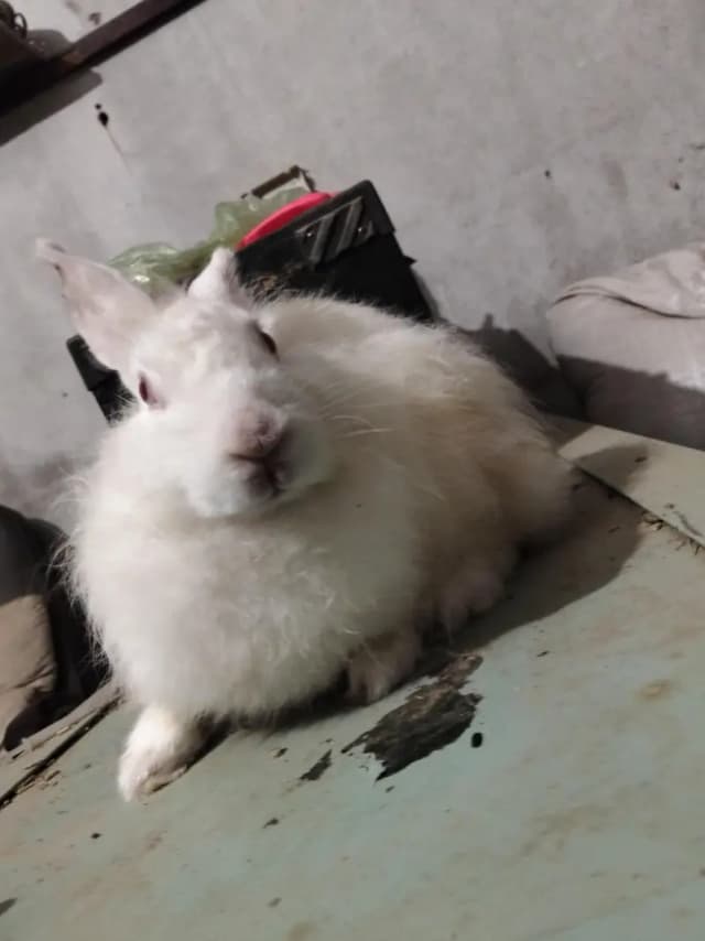 Angura nasal ki khubsurat female for sale