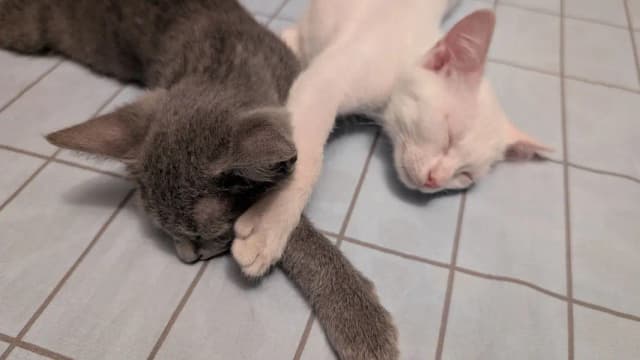 Persian and Russian Blue Kittens