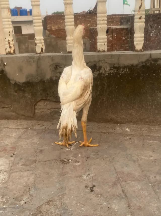 white shamo