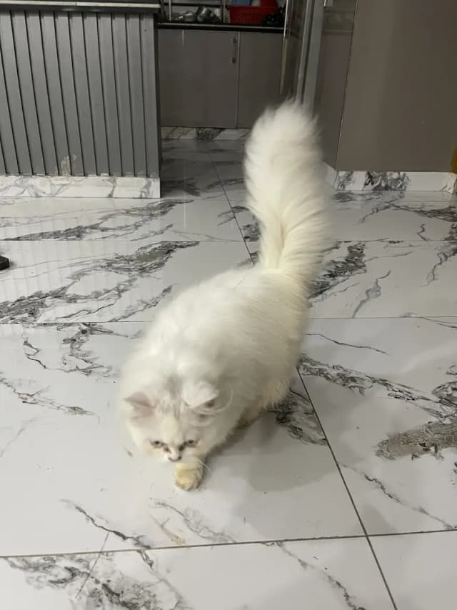 Persian cat for sale