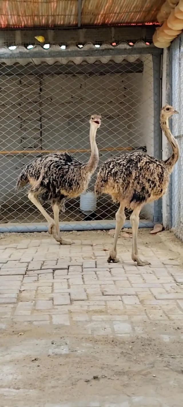 Ostrich Baby Pair