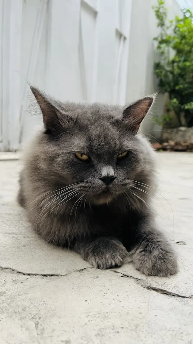 Female Persian friendly cat ‍