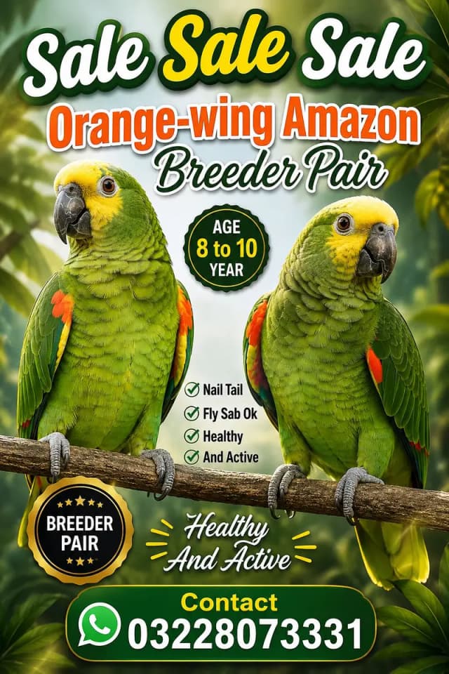 ORANGE WING AMAZON BREEDER PAIR FOR SALE