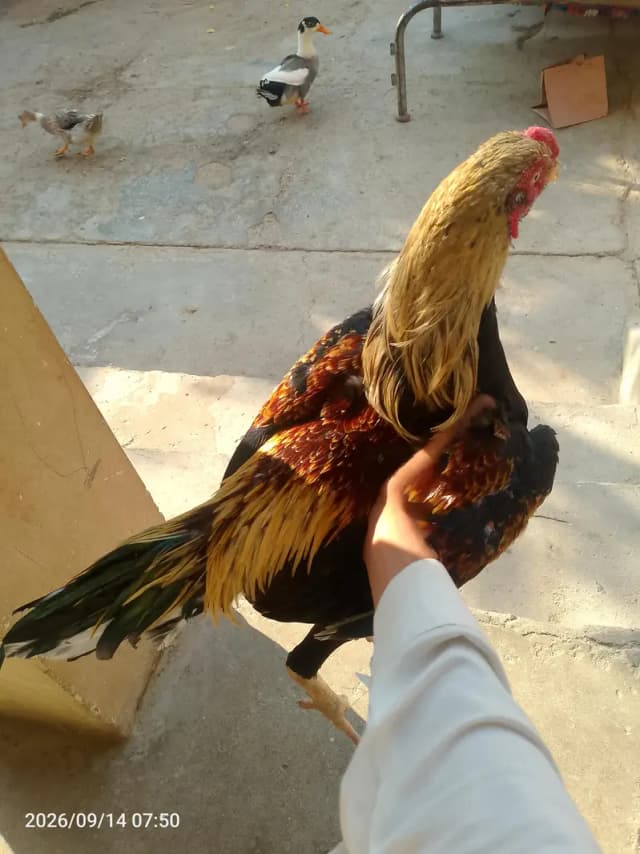 sindhi murga