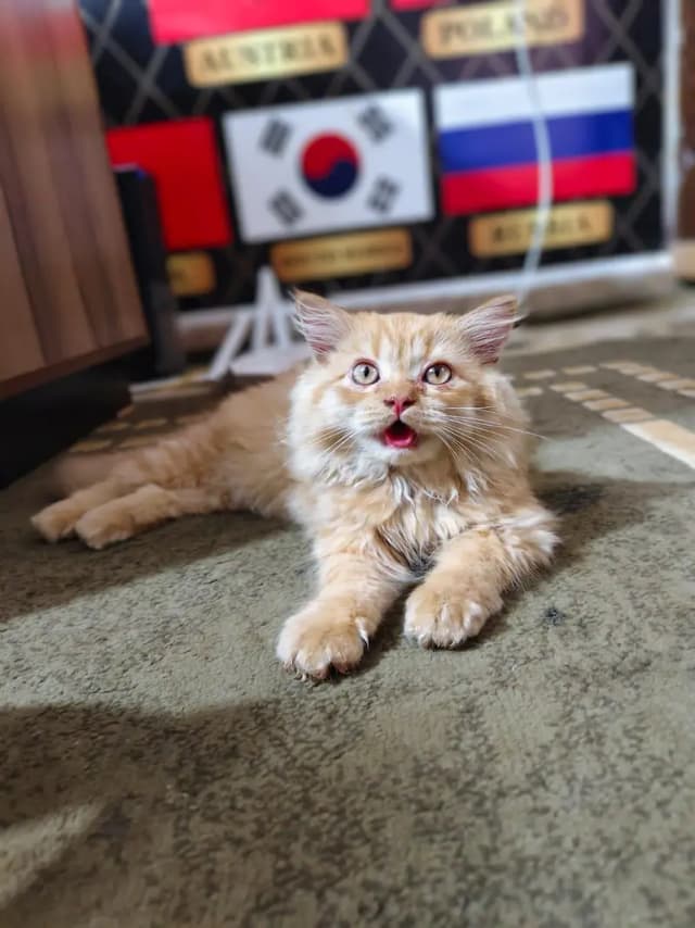 Persian Cat full long hair Male 2 month old yellow color