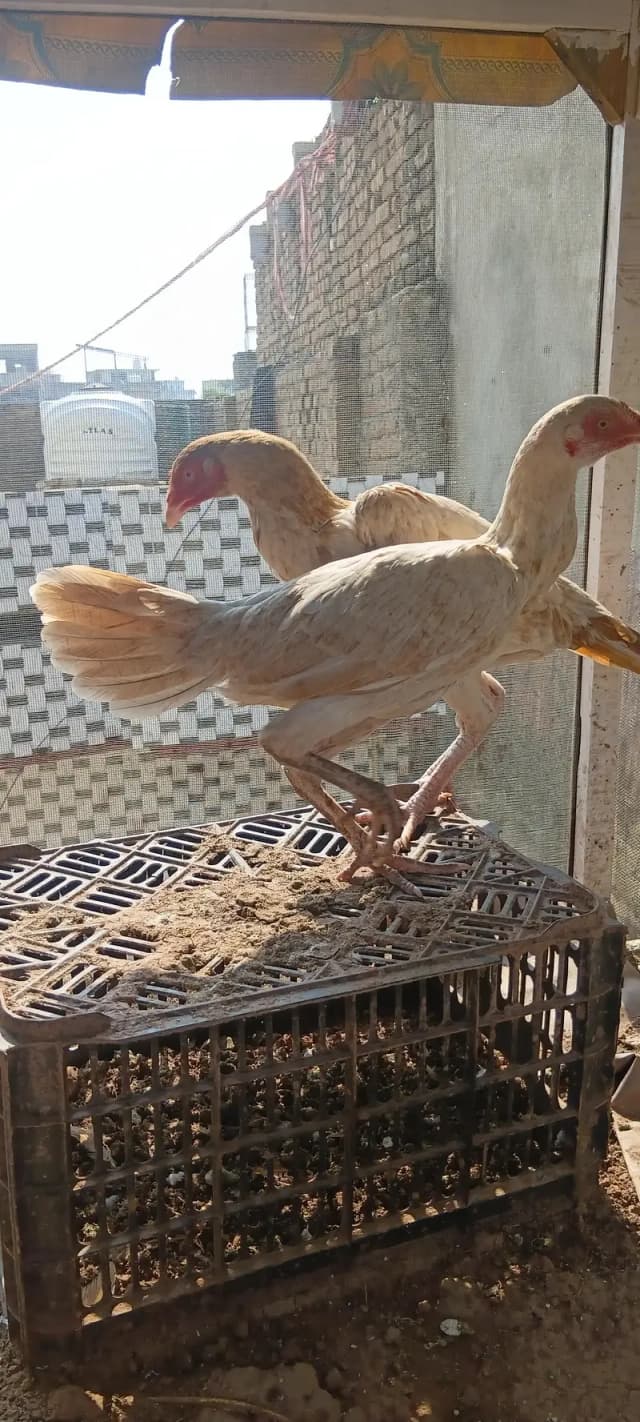Aseel pathi