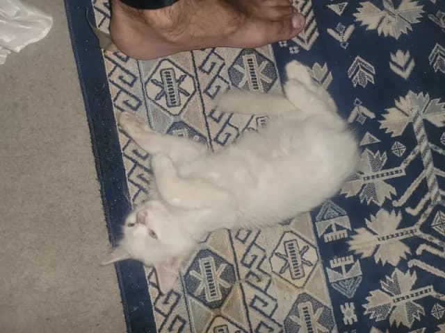 snow white persion male baby looking new home