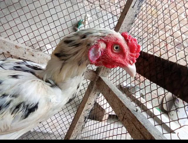 Aseel pair for Sale
