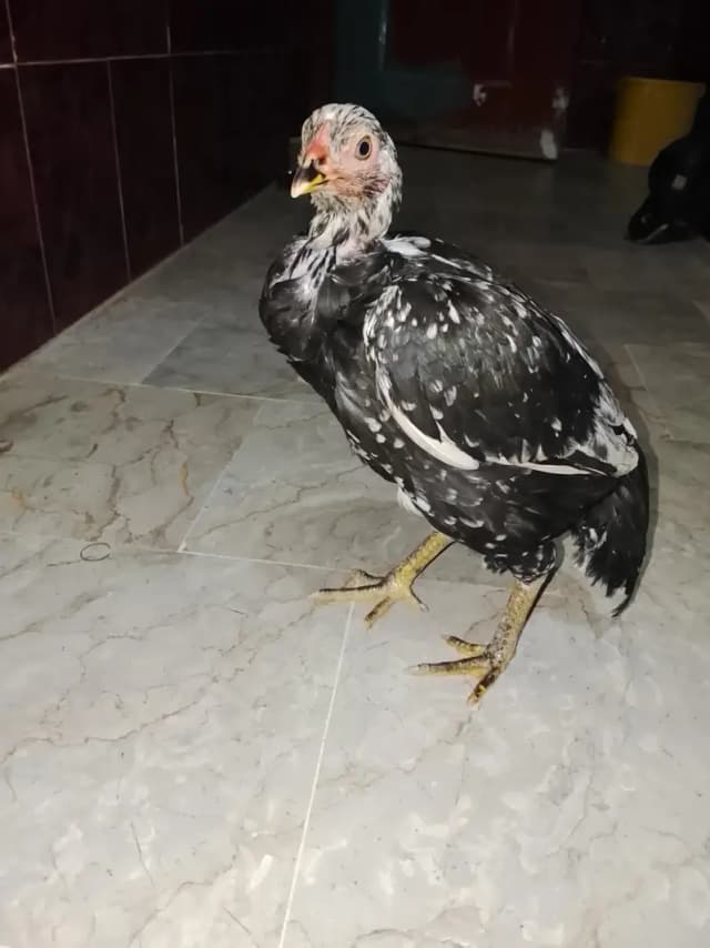 aseel hens
