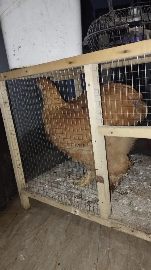 Golden Heavy Buff chickens for sale 1 male 3 females