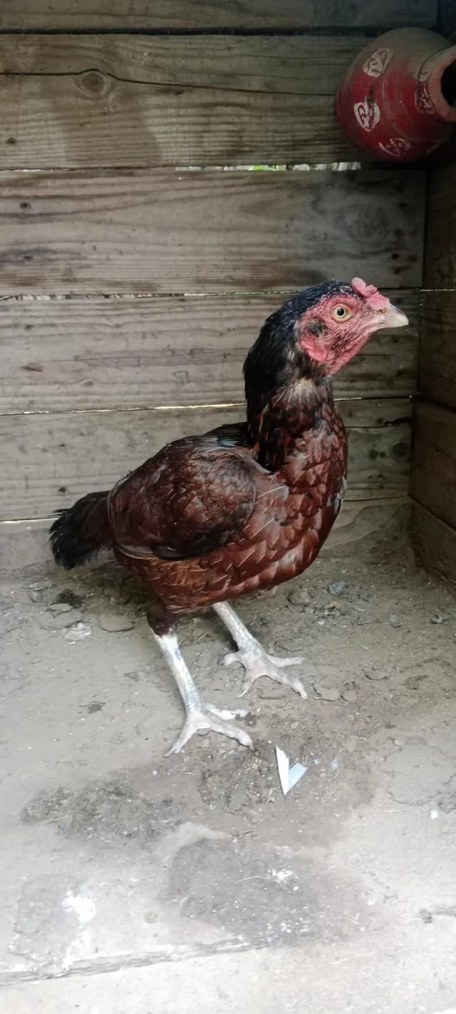 sell 1 female breader hen