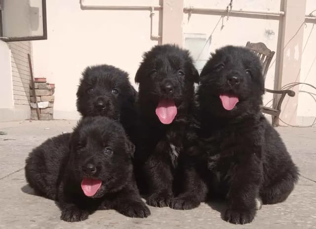 Black German Shepherd pair | long coat | German Shepherd puppies