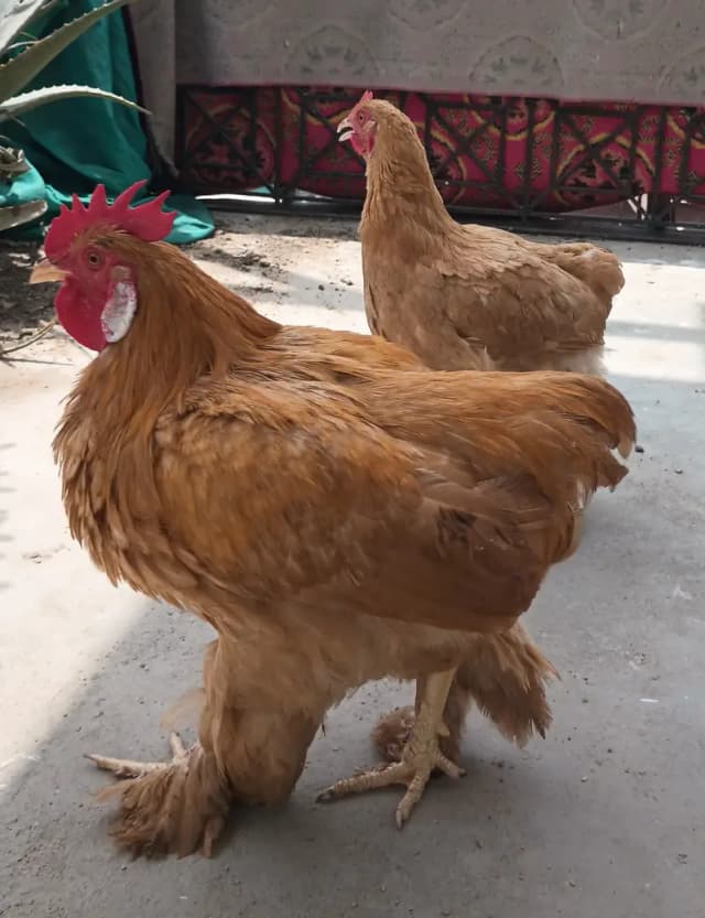 Young adults Golden & White Buff Available for Sells