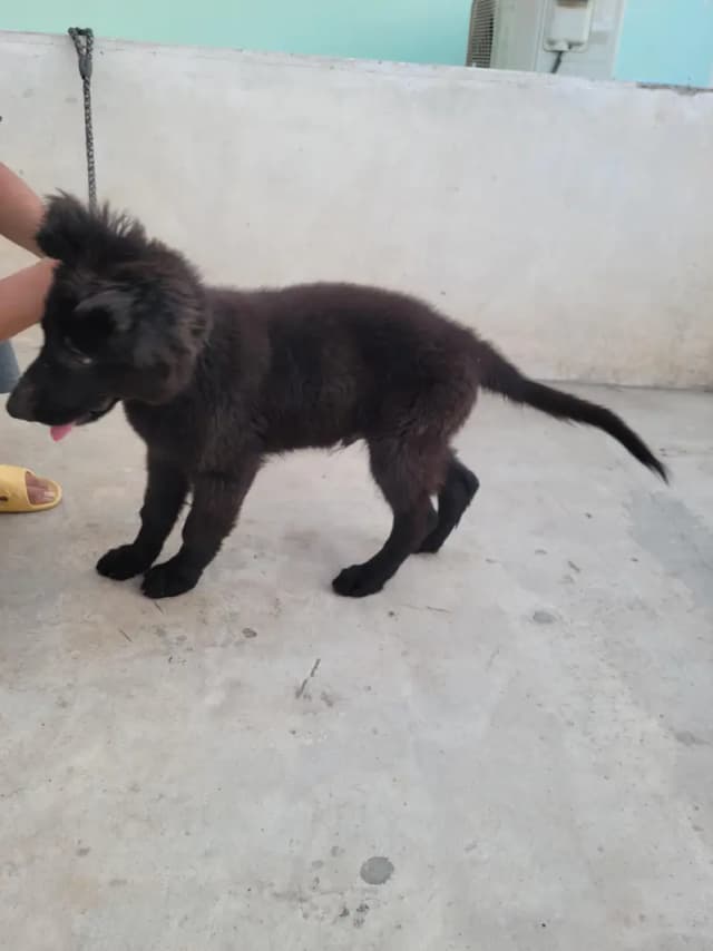 German Shephard Long Coat