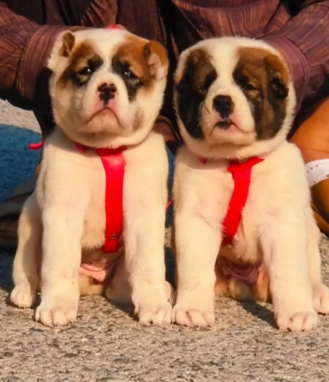 Afghan Kochi Pair  / King kurdish kangal pair / Alabai Pair / security