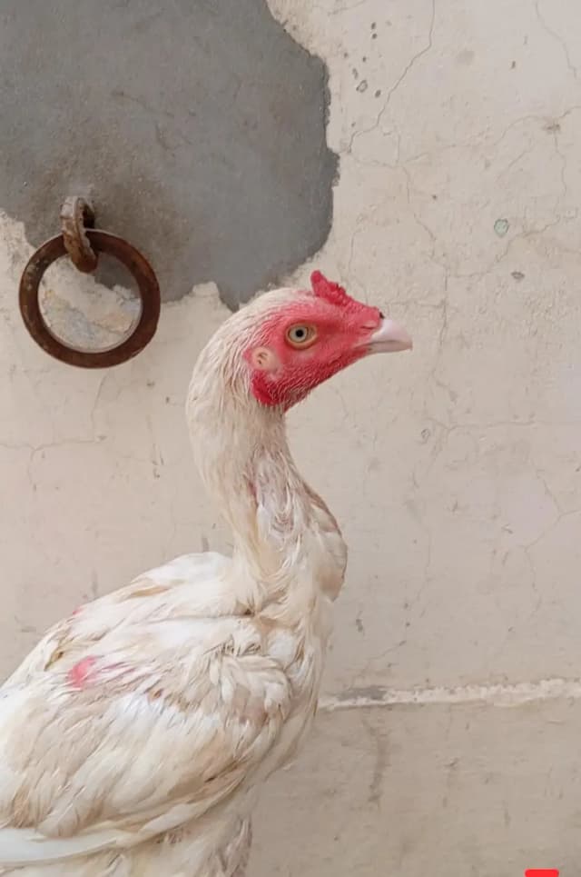 aseel murga for sale