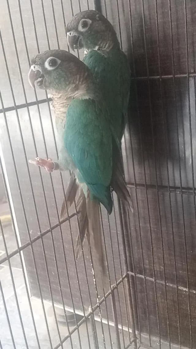 Blue tarquize pair