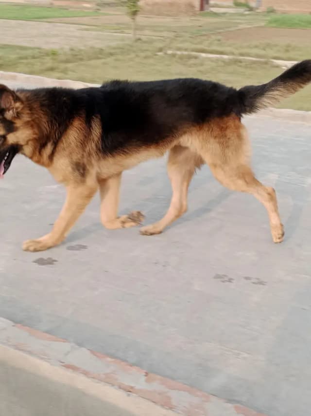 German Shepherd Dog – Healthy & Active | For Sale