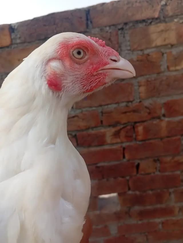heera Aseel female