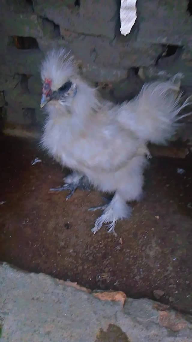 Silkie male for sale