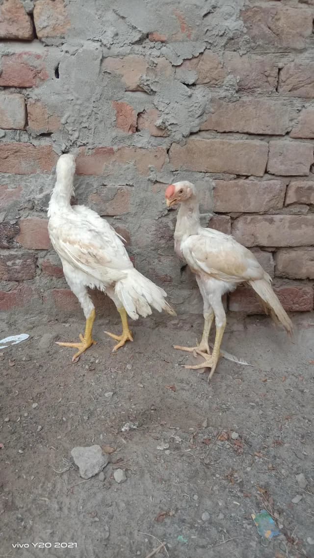 Indian Parrot Beek Tawmilnado