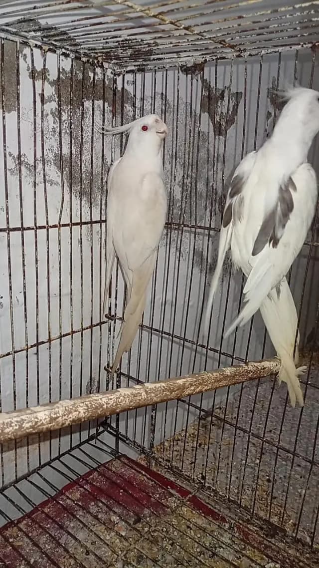 Quality Breeder Pair Vpied female + White Red Eye Male Cocktail