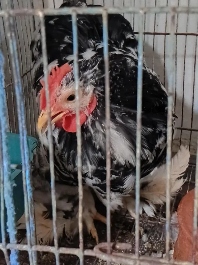 6 months old bantam. . healthy pair. . .