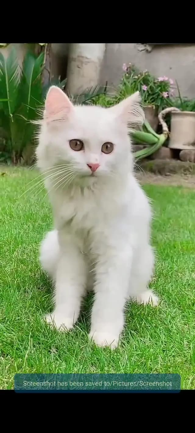 beautiful Persian cat