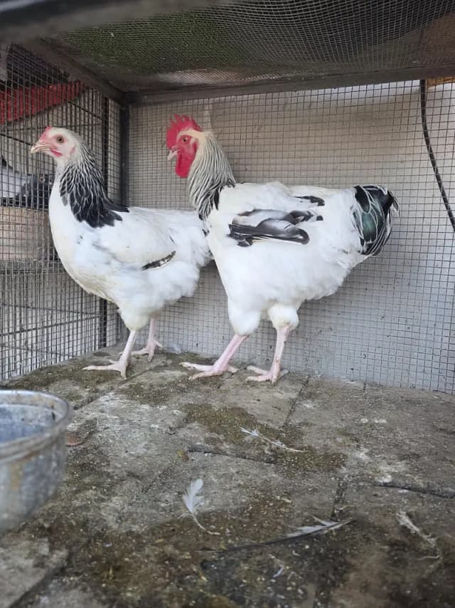 Lite sussex and Mottled bantam