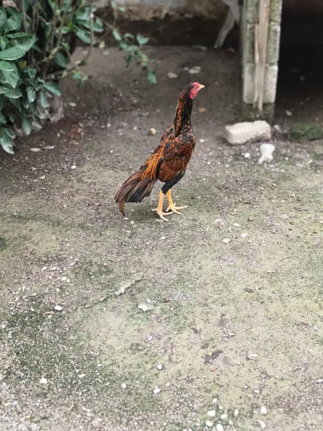 peela patha oute calass cheez ha achy khon kq parnda