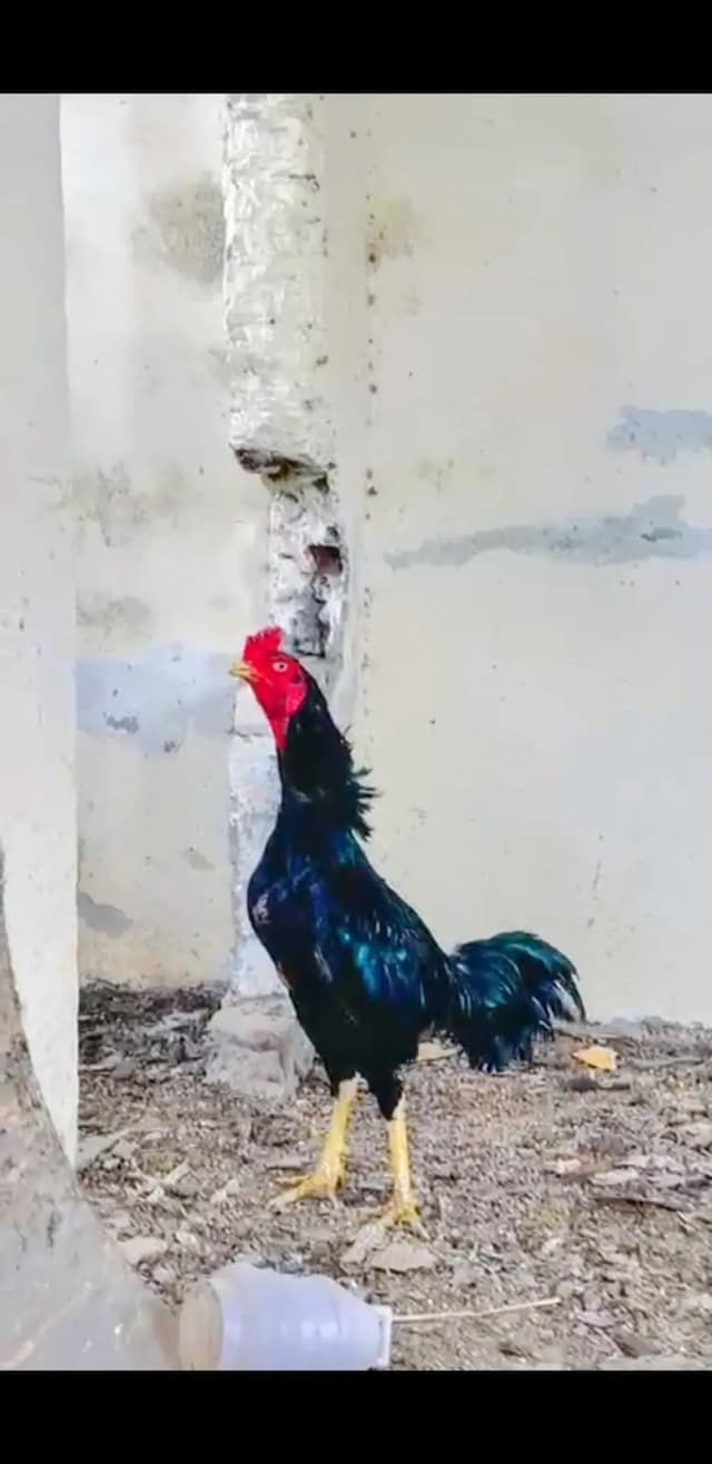 ASEEL LASSANI MUSHKA MALE FOR SELL