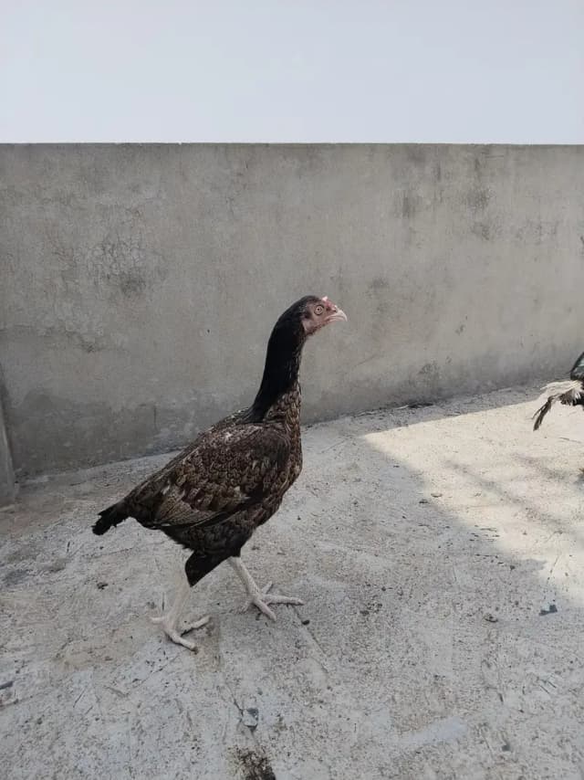 mianwali female for sale