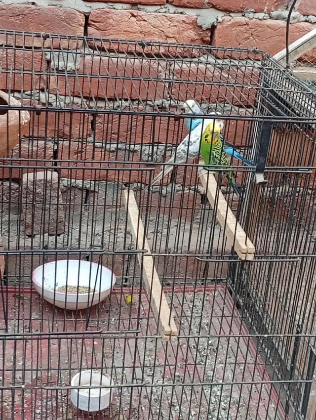 pairs Australian parrots