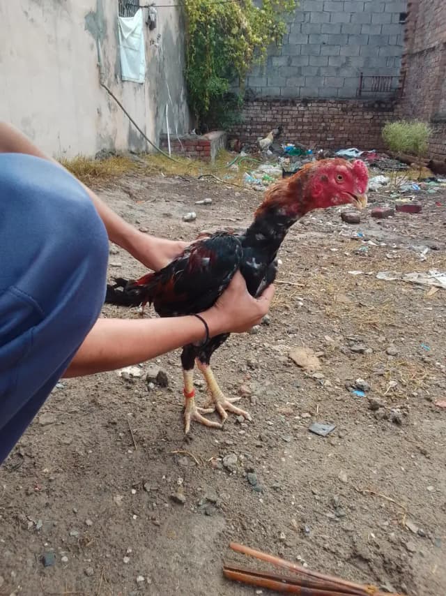 Ya Male For Sale Ha ju lena chaha wahi rabta kara