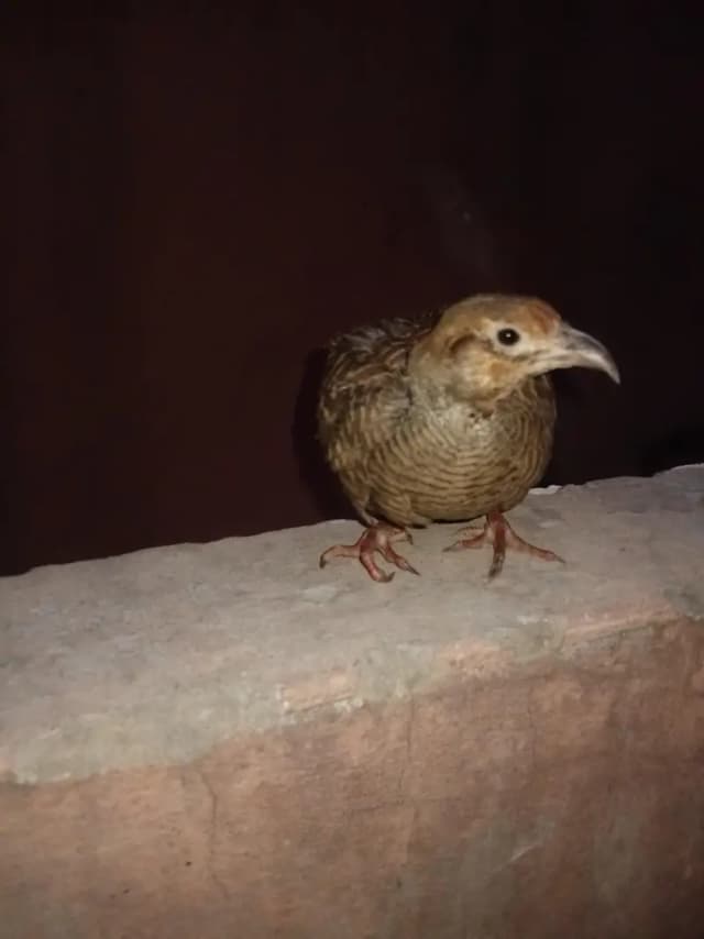 dhakni teeter
