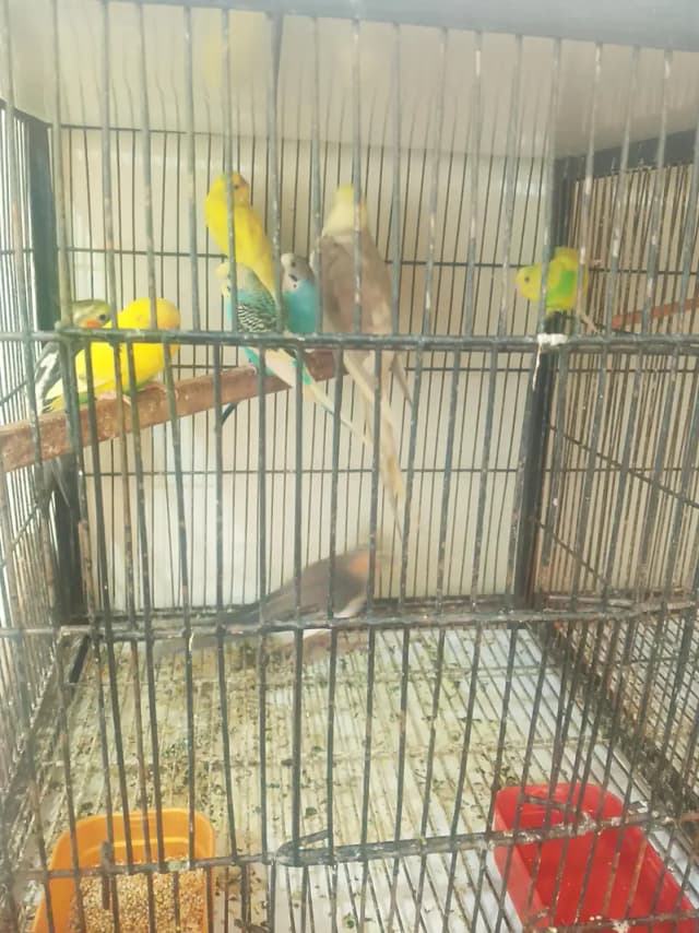 cockatiel and Australian birds for sale