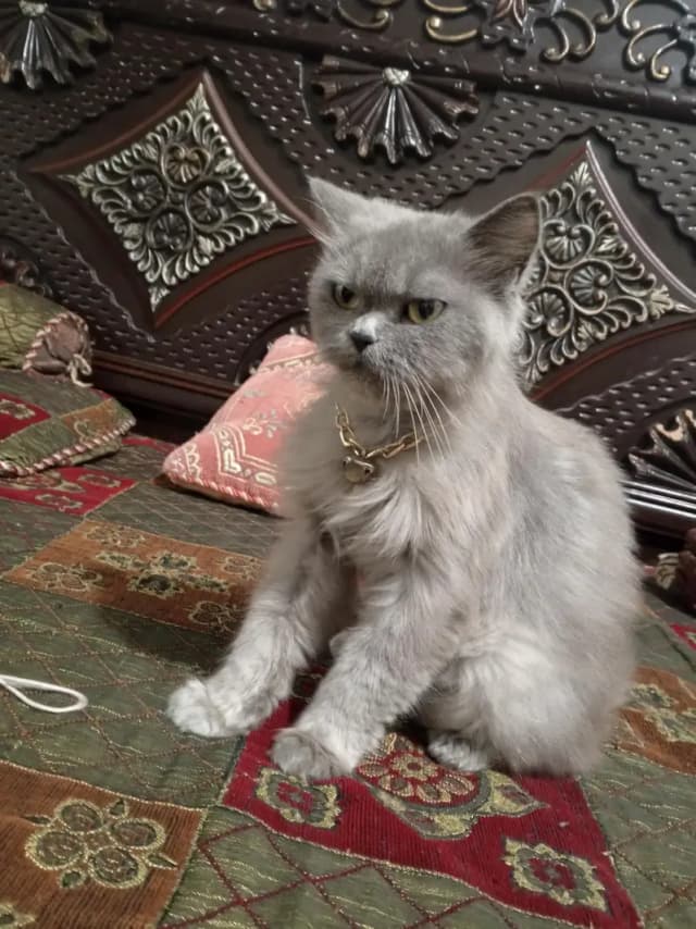 cat for sale