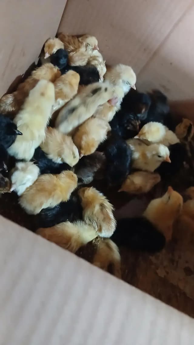 golden misri chicks available for sale available