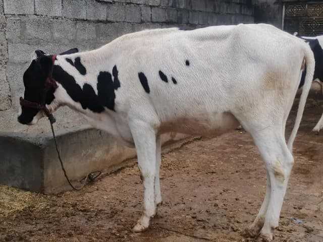 Beautiful hf hefer