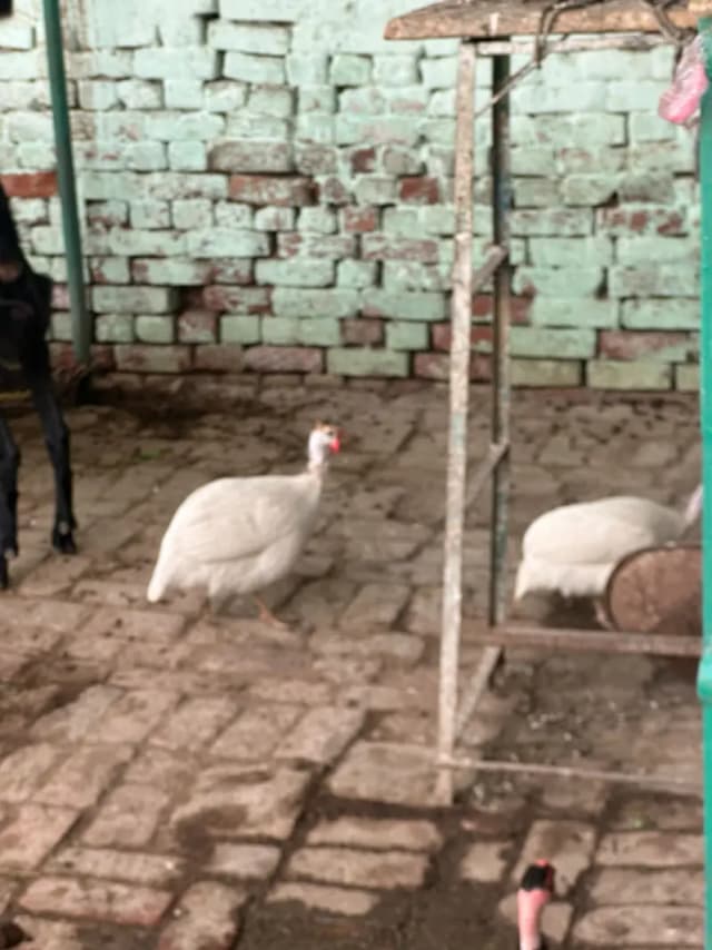 Chakor,guinea fowl for sale
