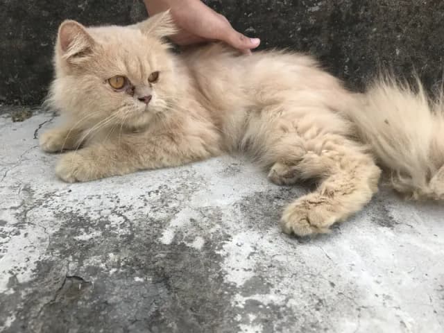 Persian cat | Persain pair | Triple coated | fown color | cats