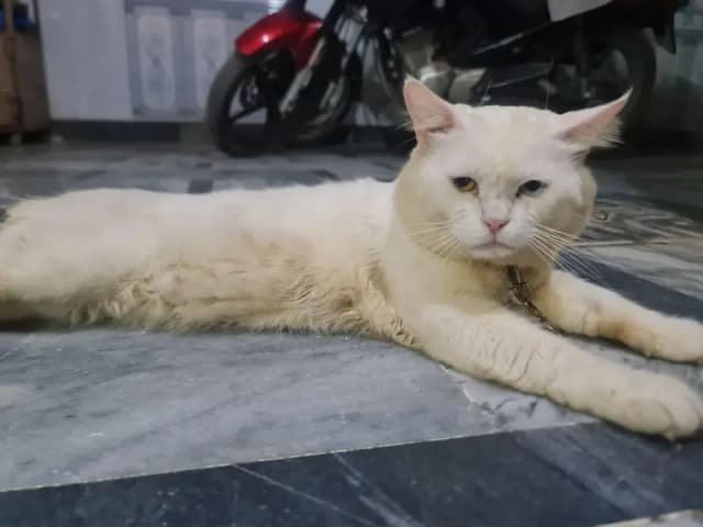 cat for sale